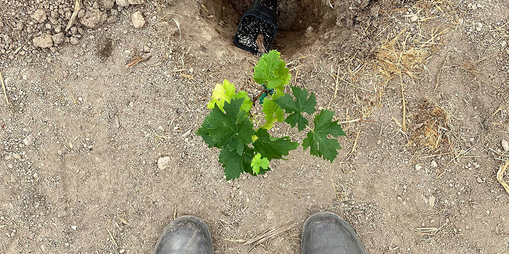 IMG_1217 2020 Herb Lamb Vineyards Fire