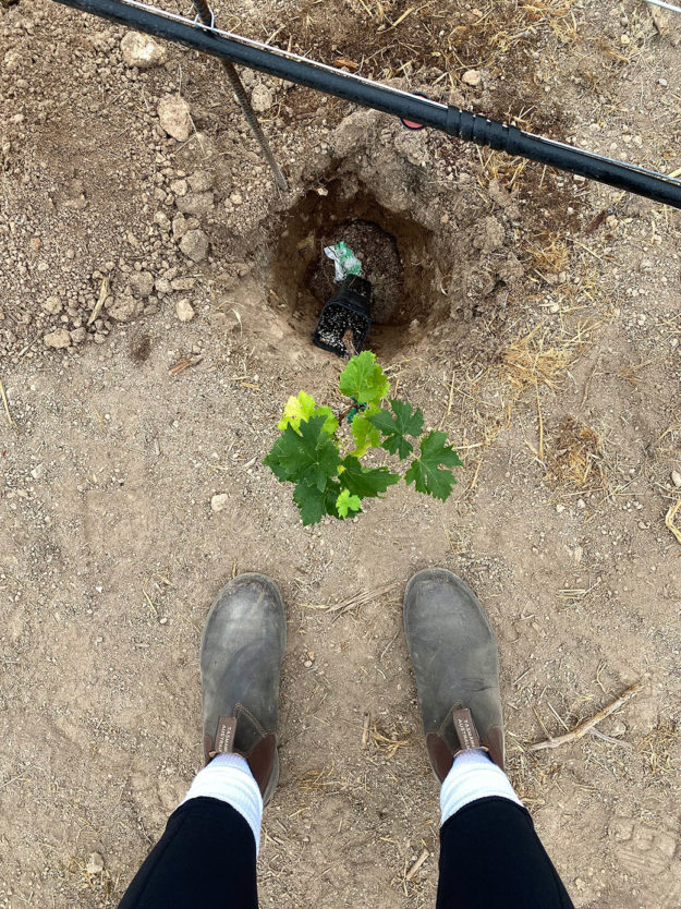 IMG_1217 2020 Herb Lamb Vineyards Fire