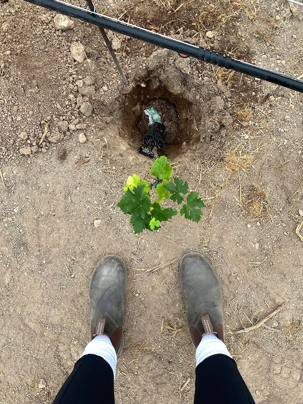 2020 Herb Lamb Vineyards Fire