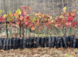 2020 Herb Lamb Vineyards Fire