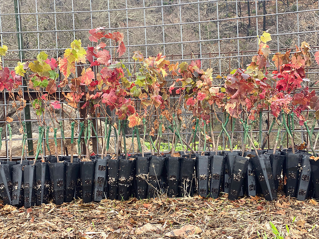 2020 Herb Lamb Vineyards Fire