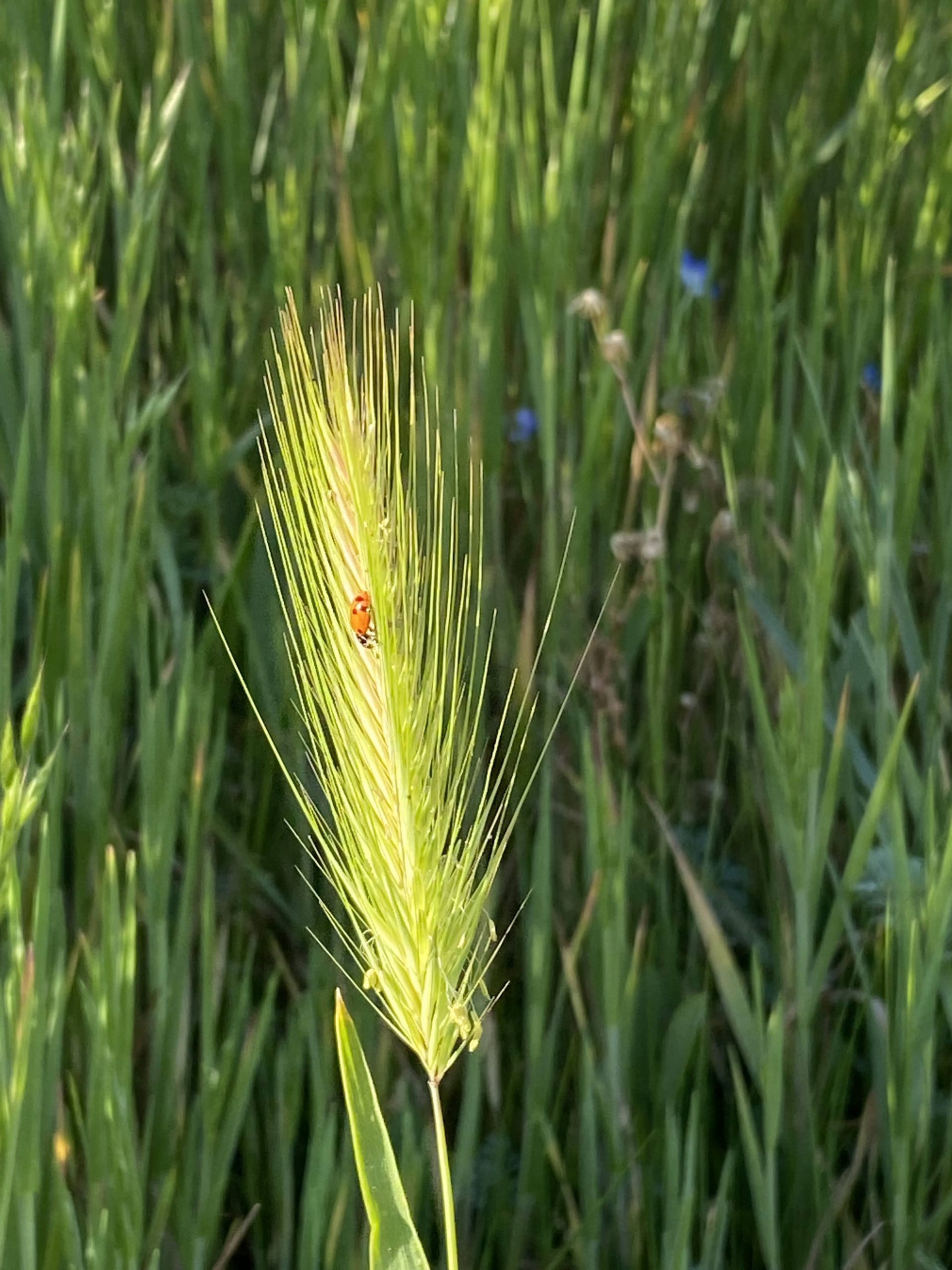 2020 Herb Lamb Vineyards Fire