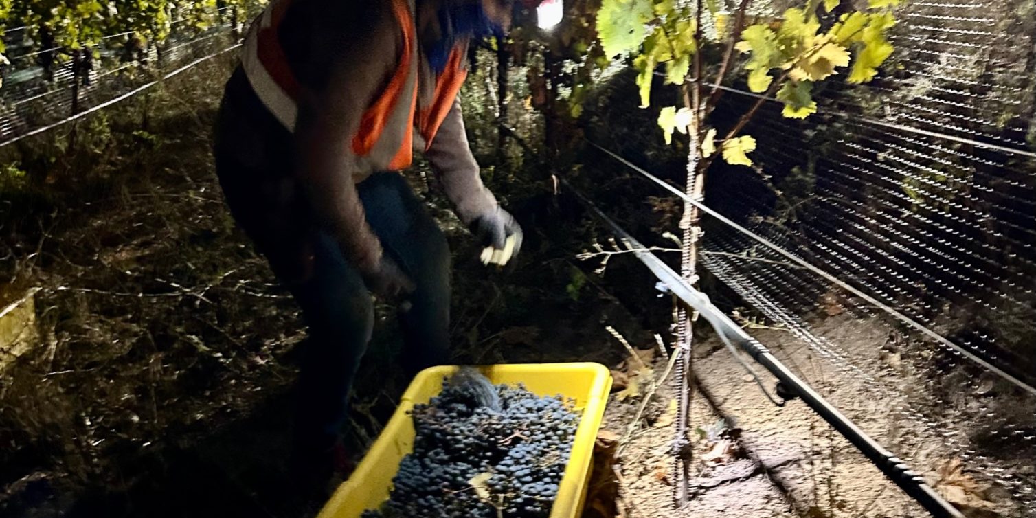 IMG_9667 2023 Fall Nighttime Harvest