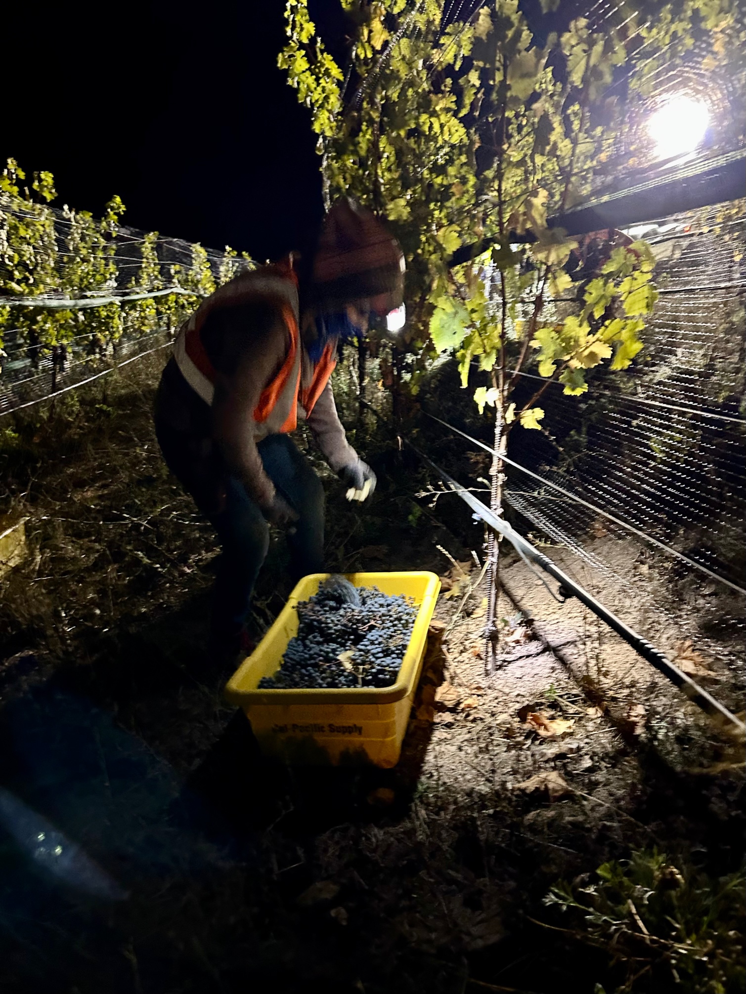 2023 Fall Nighttime Harvest